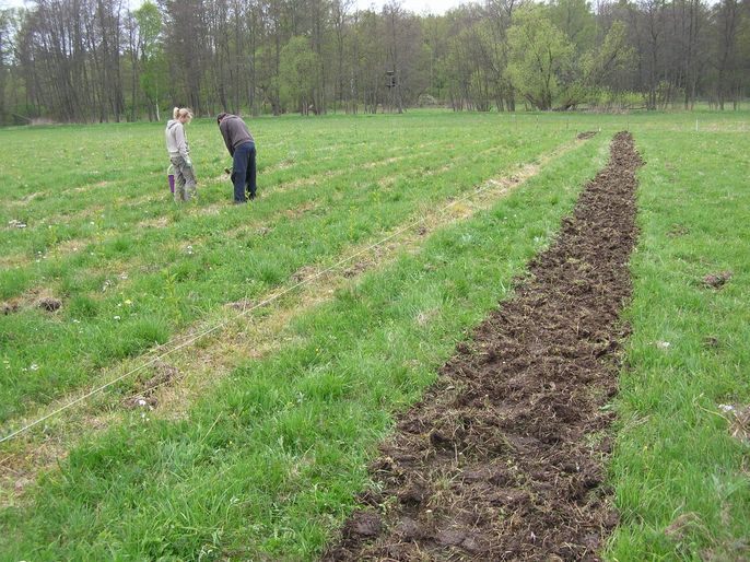 Příprava pole, výsadba řízků